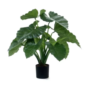 Alocasia Calidora Verde H60