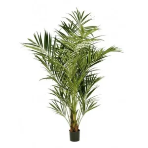 Kentia Palm Deluxe Verde H225 (2)