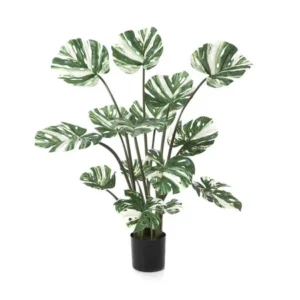 Monstera Bont Blad In Pot H120