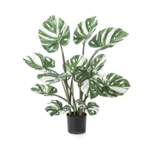 Monstera Bont Blad In Pot H90