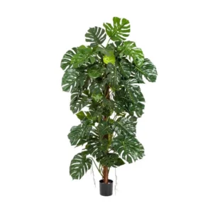 Monstera Deluxe Op Stam H190