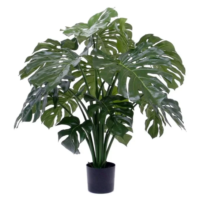 Monstera Verde H100