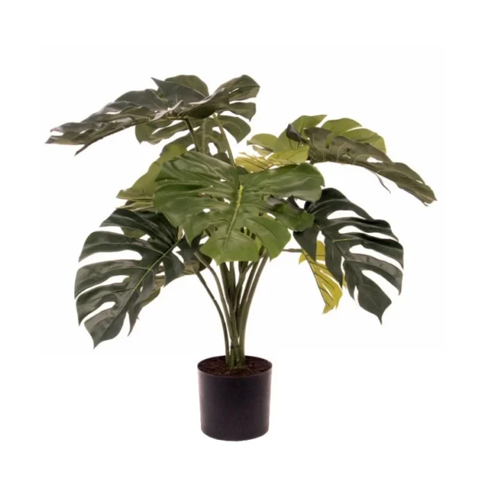 Monstera Verde H80