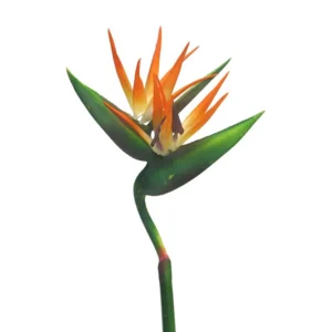 Ramura Strelitzia Portocaliu H130