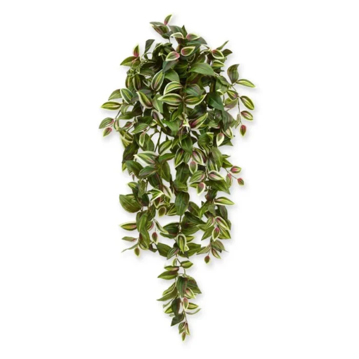 Tradescantia planta curgatoare Verde H100