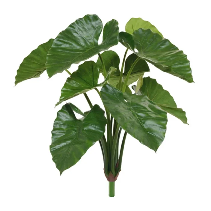 Alocasia Calidora steker Verde H70