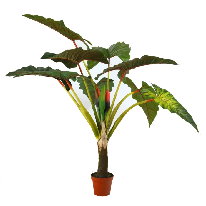 Alocasia Giant H140