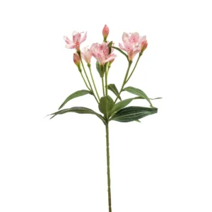 Alstroemeria Roze H70