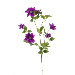 Clematis Mov H110