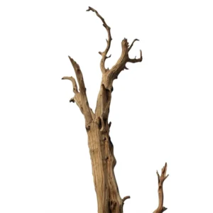 Ghostwood Naturel H240