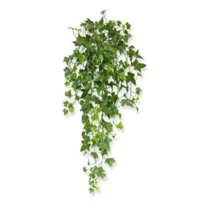 Hedera planta curgatoare UV Verde H80