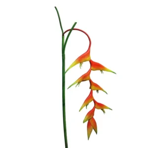 Ramura Heliconia Caribea Portocaliu H96