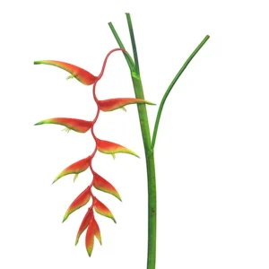 Ramura Heliconia Caribea Portocaliu H133