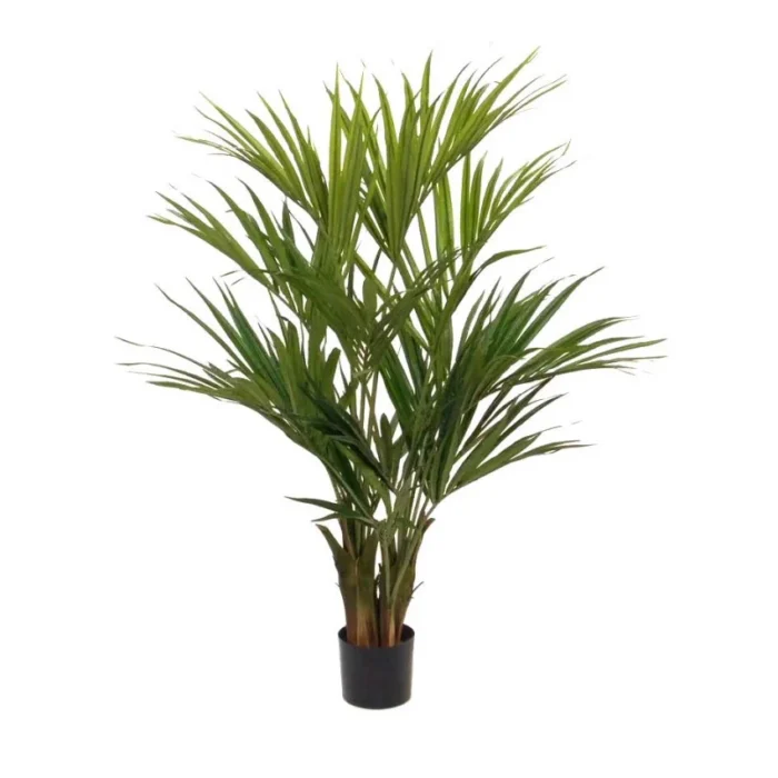 Kentia Palm Verde H140