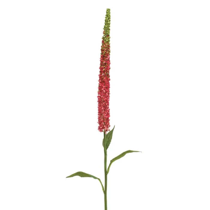 Fir Kniphofia Fuchsia H107