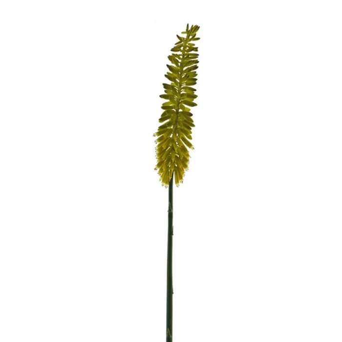 Kniphofia Galben H87