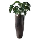 Monstera Verde H100