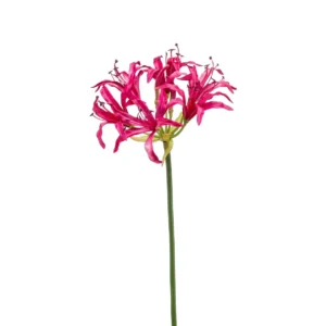 Nerine Beauty H75