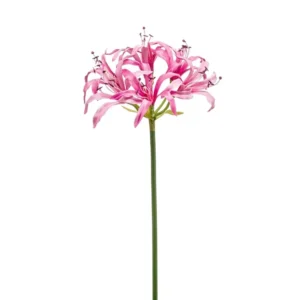 Fir Nerine Roze H75