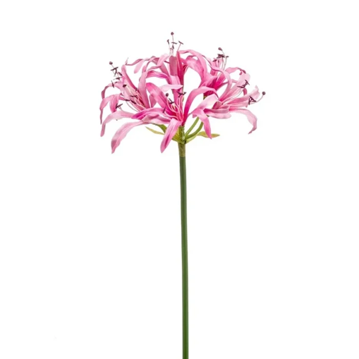 Fir Nerine Roze H75