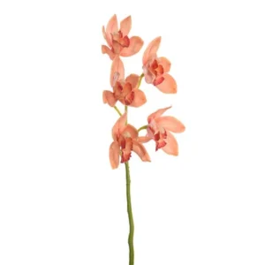 Ramura Cymbidium Perzik H53