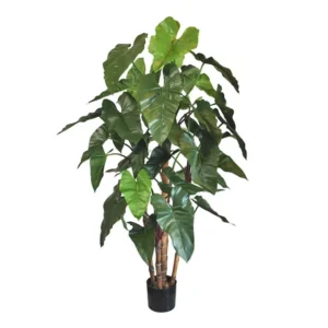 Philodendron deluxe Verde H170