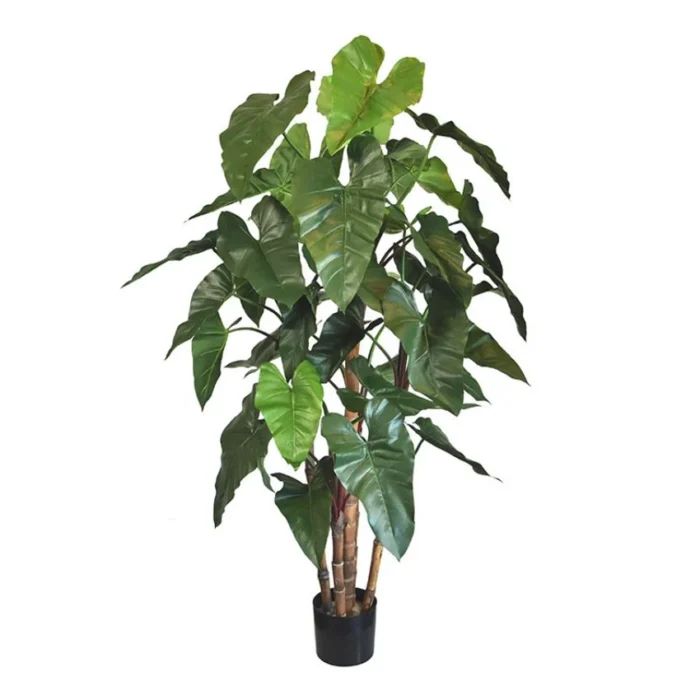 Philodendron deluxe Verde H170