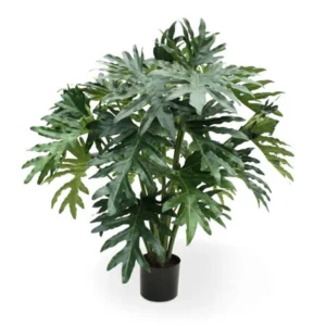 Philodendron Selloum Verde H100