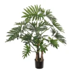 Philodendron selloum Verde D130 H120