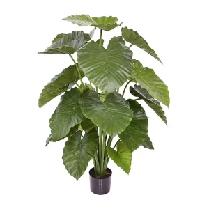 Alocasia Calidora Verde H115