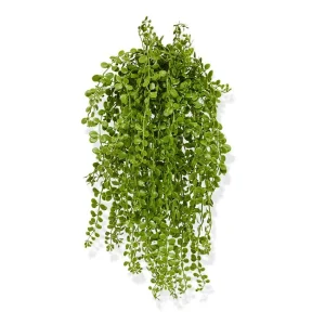 Dischidia planta curgatoare UV Verde H40