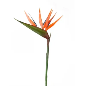 Fir Strelitzia Portocaliu H90