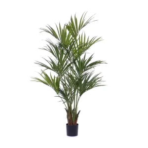 Kentia Palm Verde H190