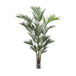 Kentia Palm XL Deluxe Verde H260