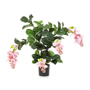 Medinilla Plant Roze H78