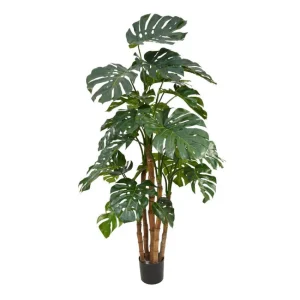 Monstera Deluxe Verde H180