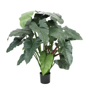 Philodendron XL Verde H120