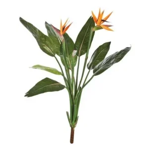 Strelitzia Steker Oranje H100