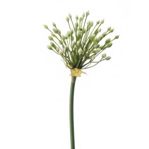 allium-branch