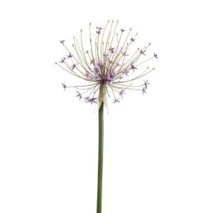 allium-lila-h105