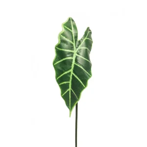 Frunza Alocasia Blad Verde H60