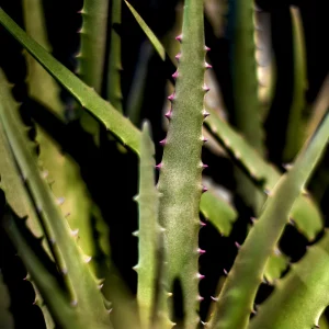 Aloe vera Verde H61