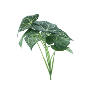 Anthurium Verde H32