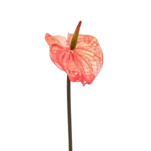 Anthurium Portocaliu H65