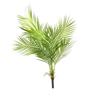 Areca palm Verde H91