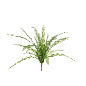 Asplenium Varen H75