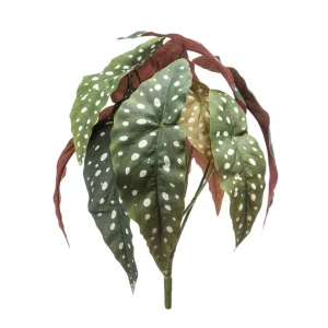 begonia-branch 4