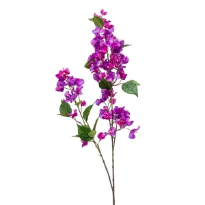 bougainvillea-branch