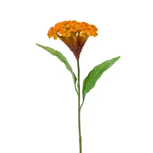 celosia-oranje-h62