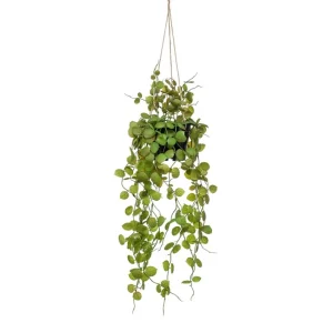 ceropegia-hanging-plant